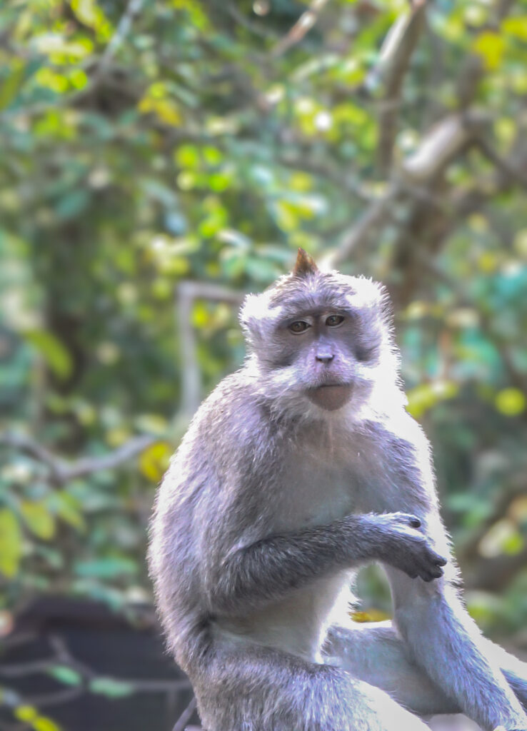 Mono , del santuario de monos en Ubud, Bali