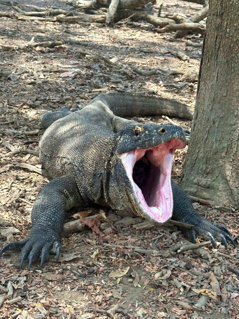 Dragon de Komodo