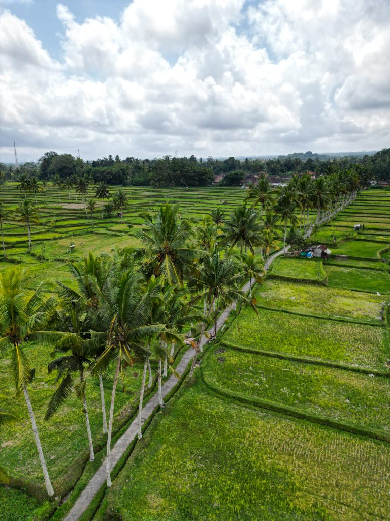 Camino entre campos- Bali