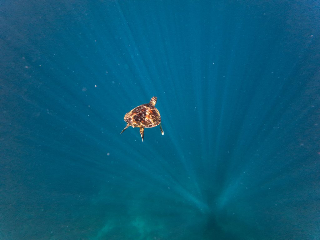 Tortuga marina
