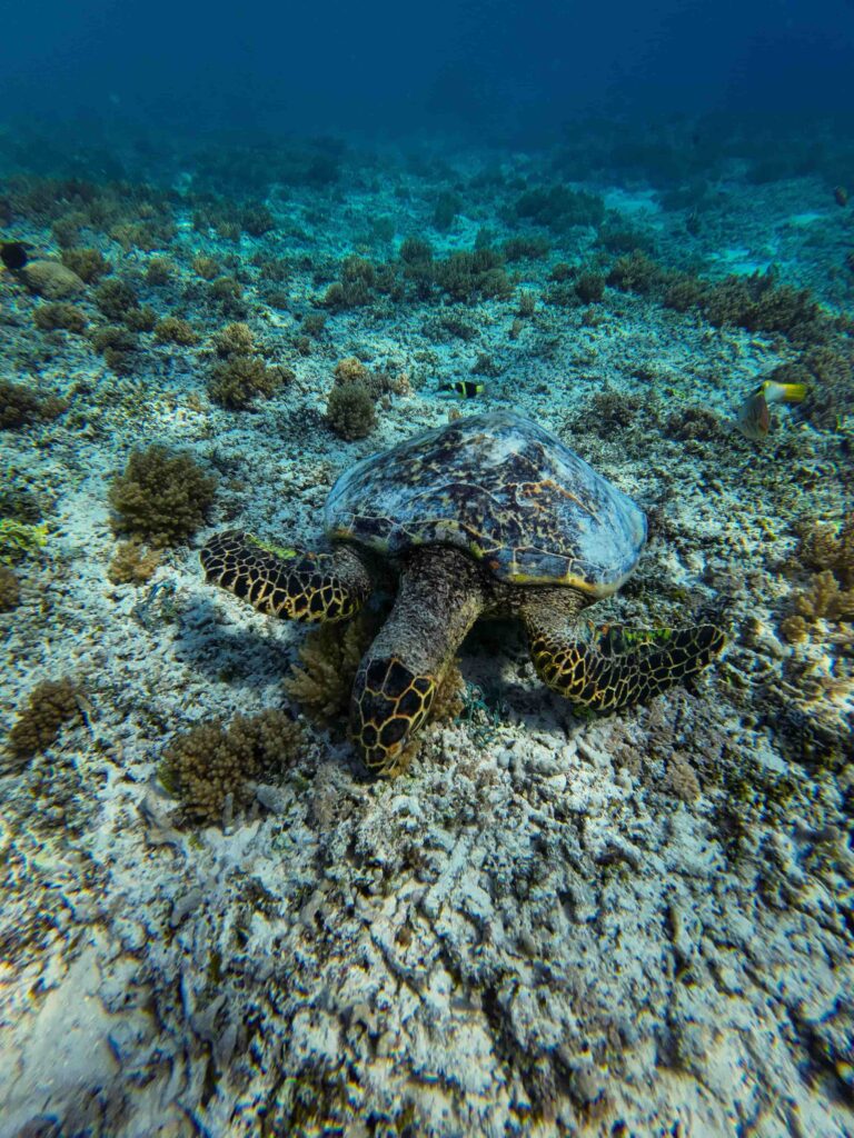 Tortuga Gili