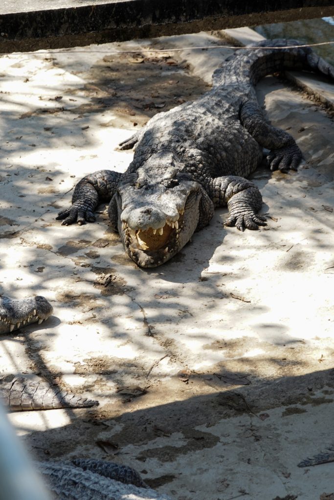 Granja de cocodrilos