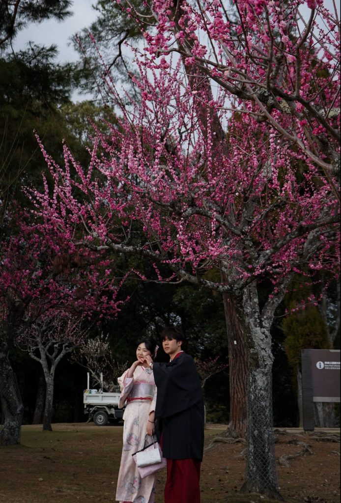 Pareja Japonesa bajo árbol de cerezos en Nara, Japón