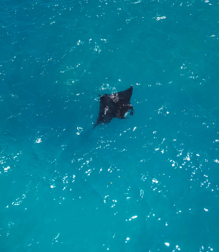 Manta raya en Nusa penida