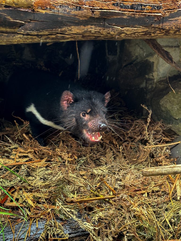 DEMONIO DE TASMANIA