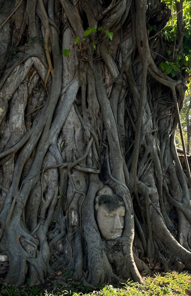Buda incrustado en árbol, Ayyuthaya, Tailandia