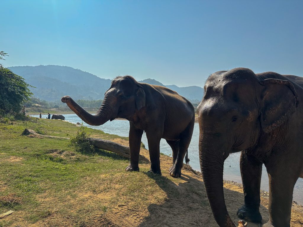 Elefantes De Chiang Mai