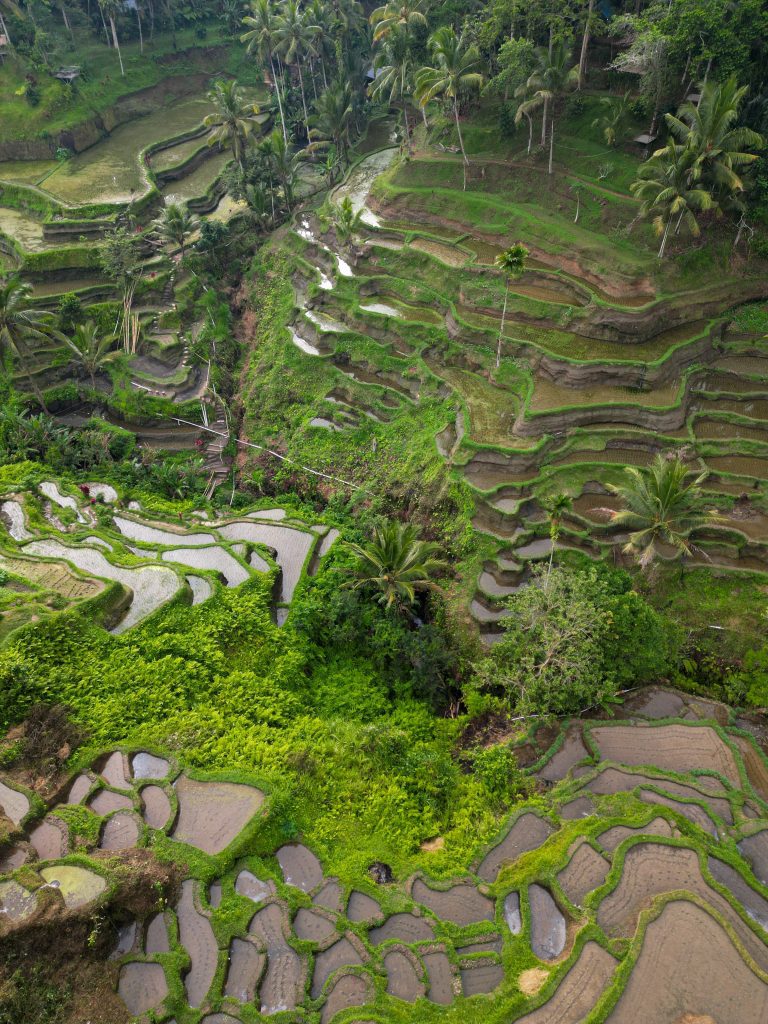 Vista desde Dron de los ARROZALES DE TEGALALANG, en Ubud, Bali