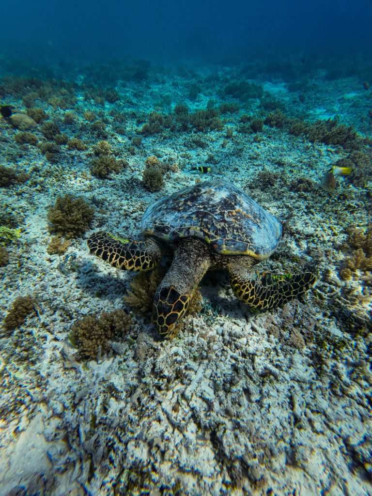 Tortuga marina Gili