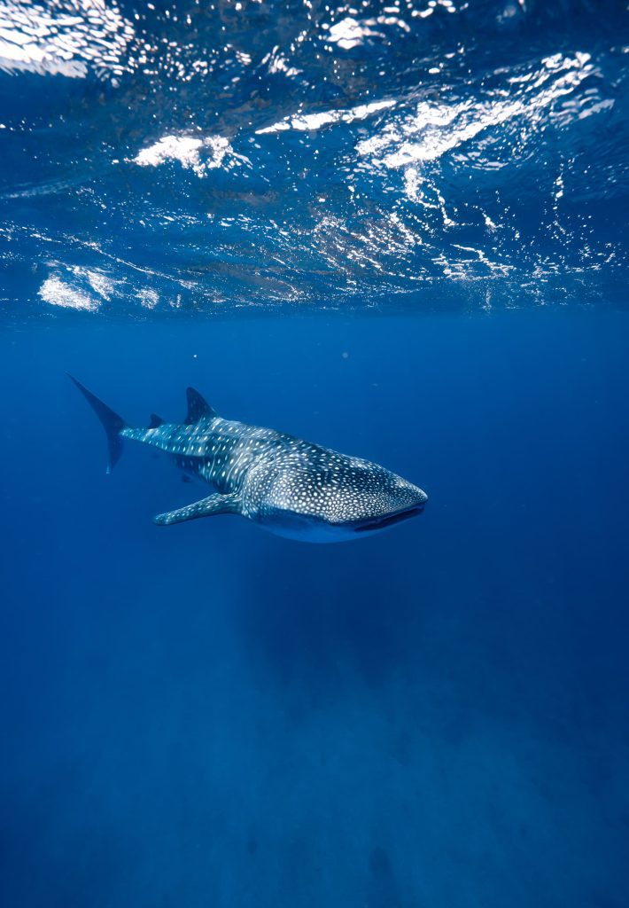 Tiburon Ballena en Exmouth
