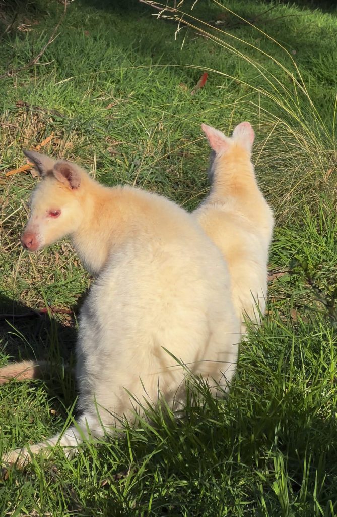 Walabys albinos