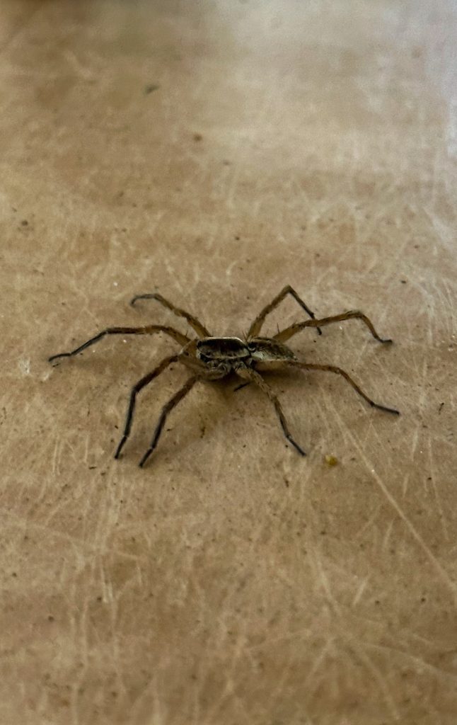 Araña del desierto