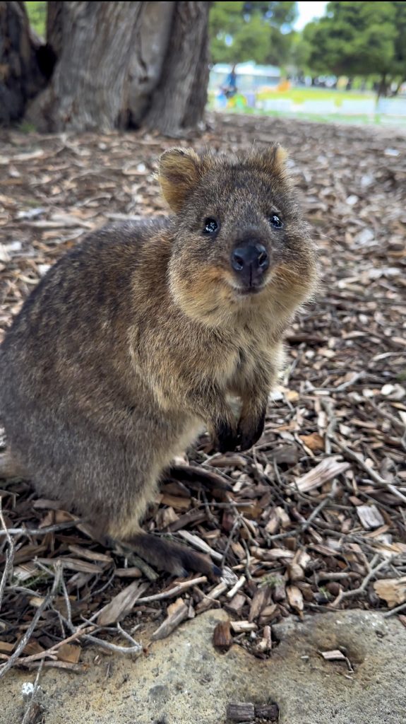 QUOKKA ROTTNES