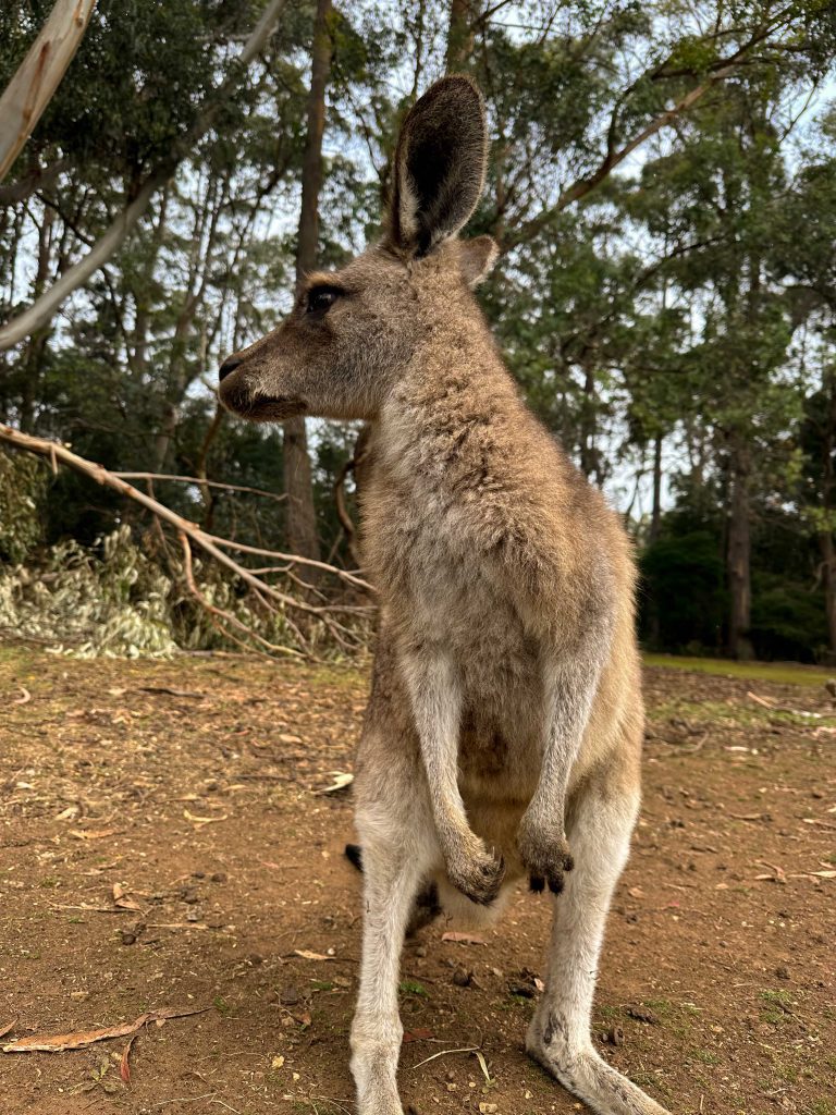 Canguro de Australia