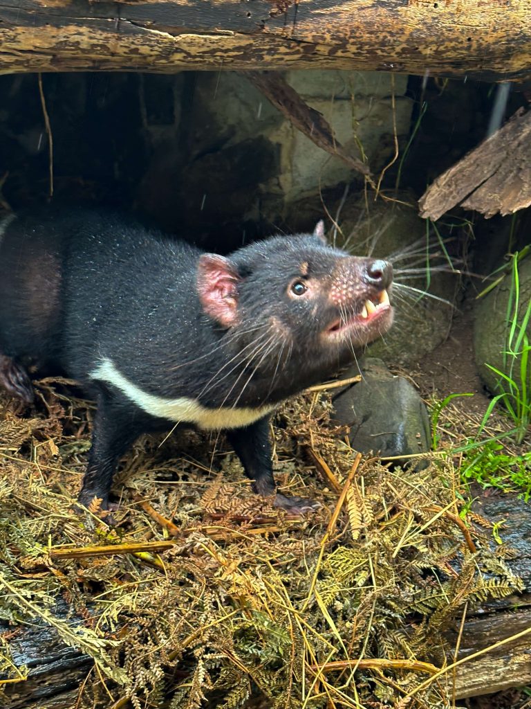 Demonio de Tasmania