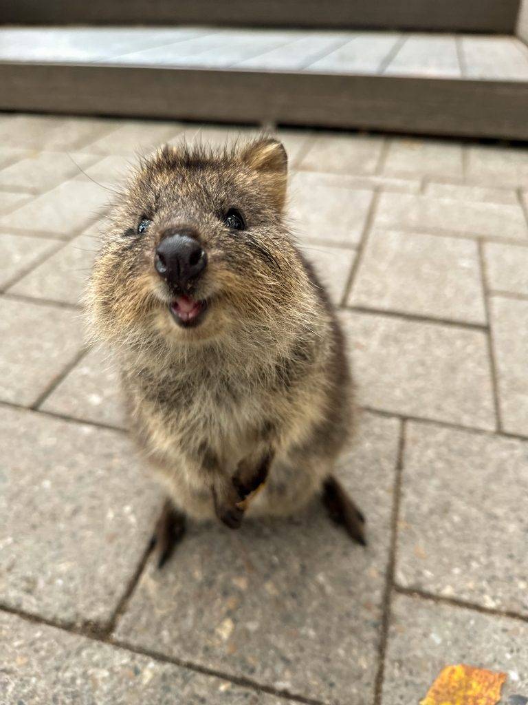 Quokka en Rottnes Island