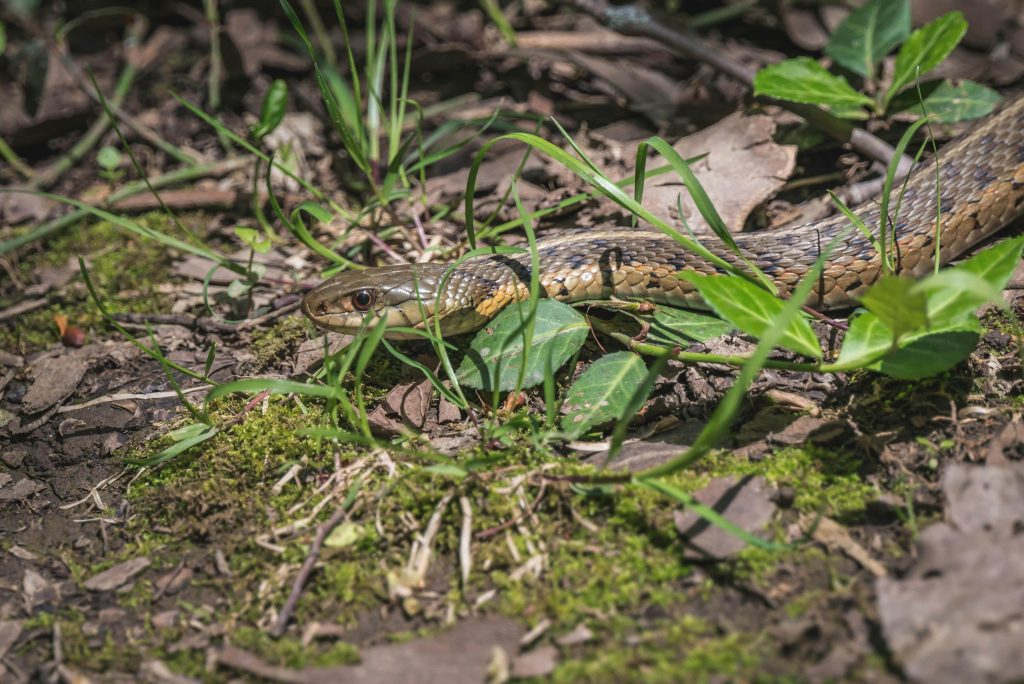 Serpiente tigre