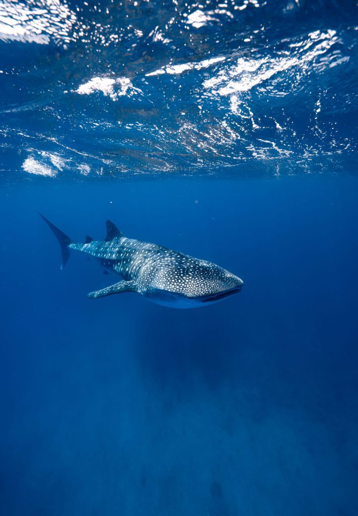 Tiburon Ballena en Exmouth