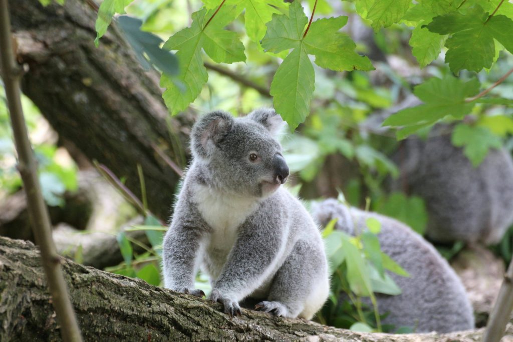 Koala en Australia