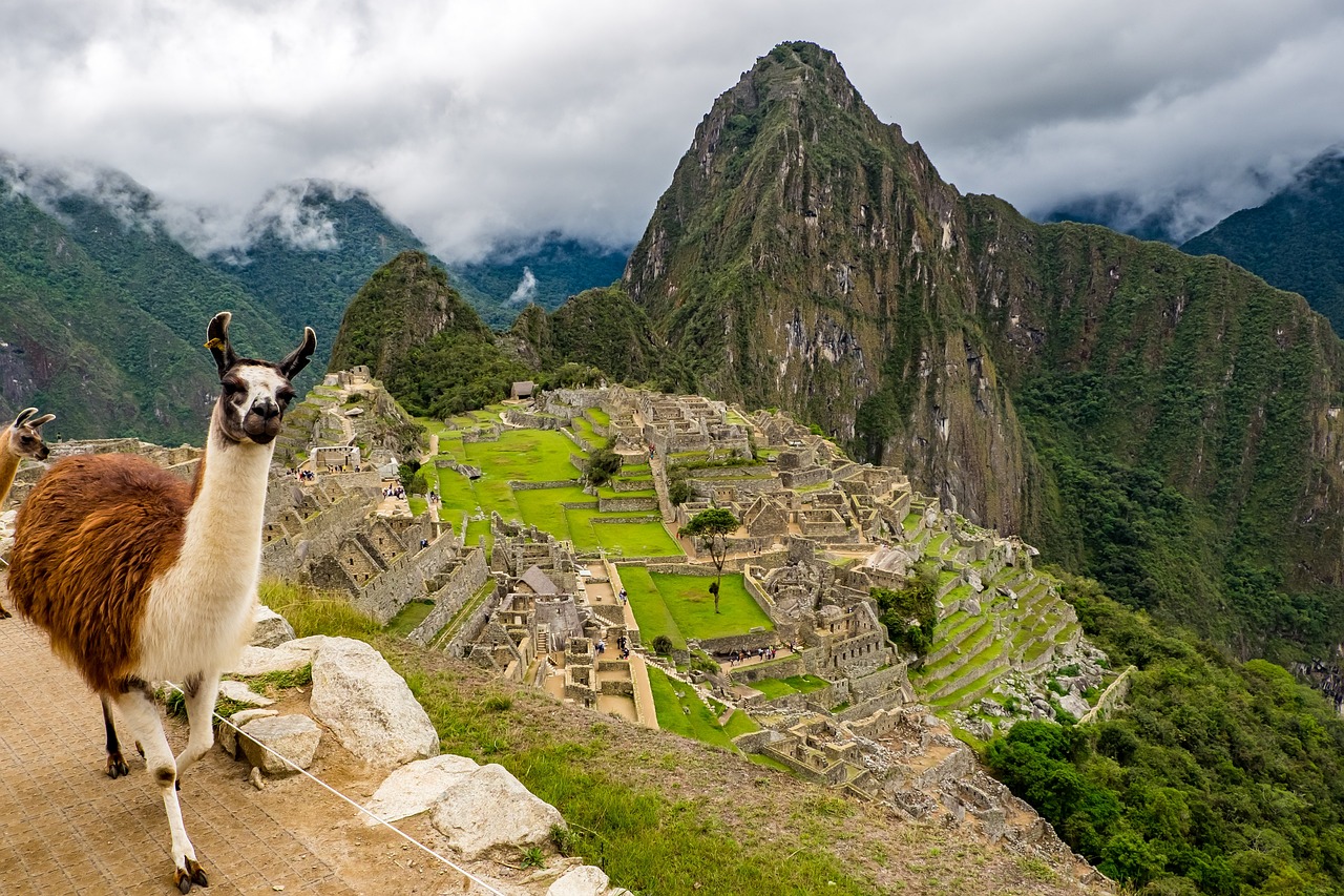 Llama en Machu Picchu