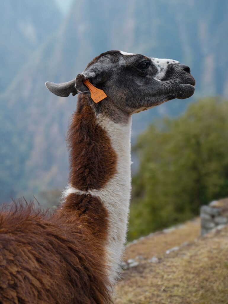 Llama de Cusco