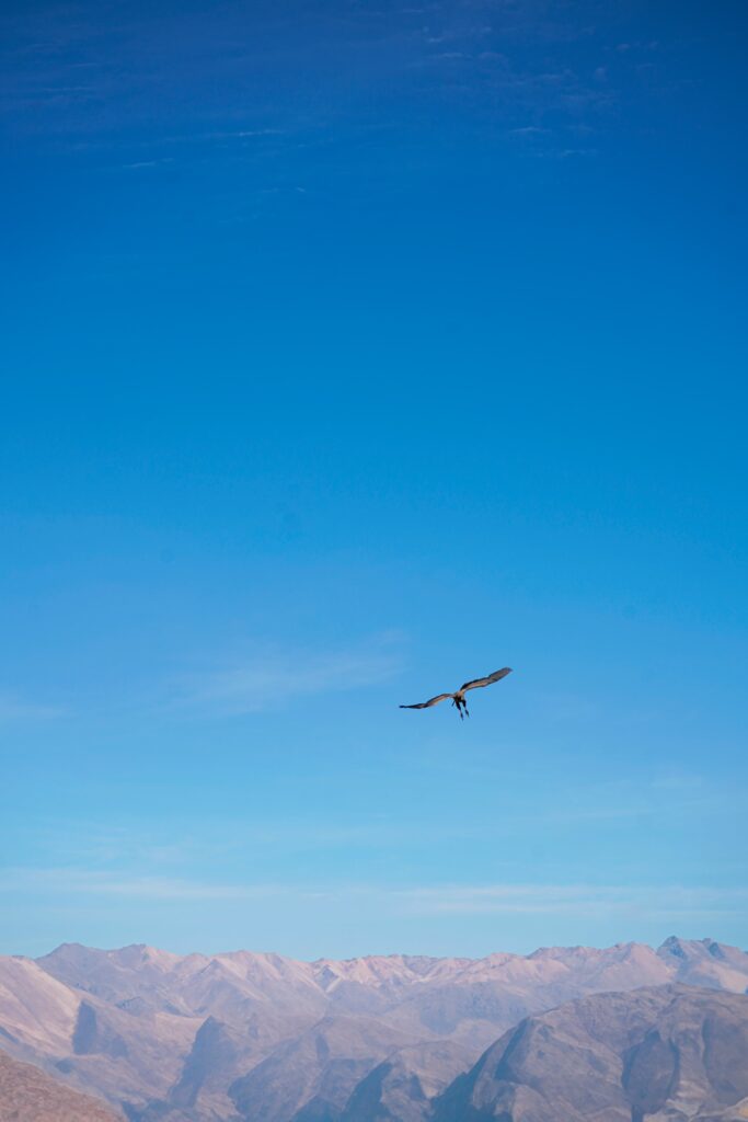 Alcon volando