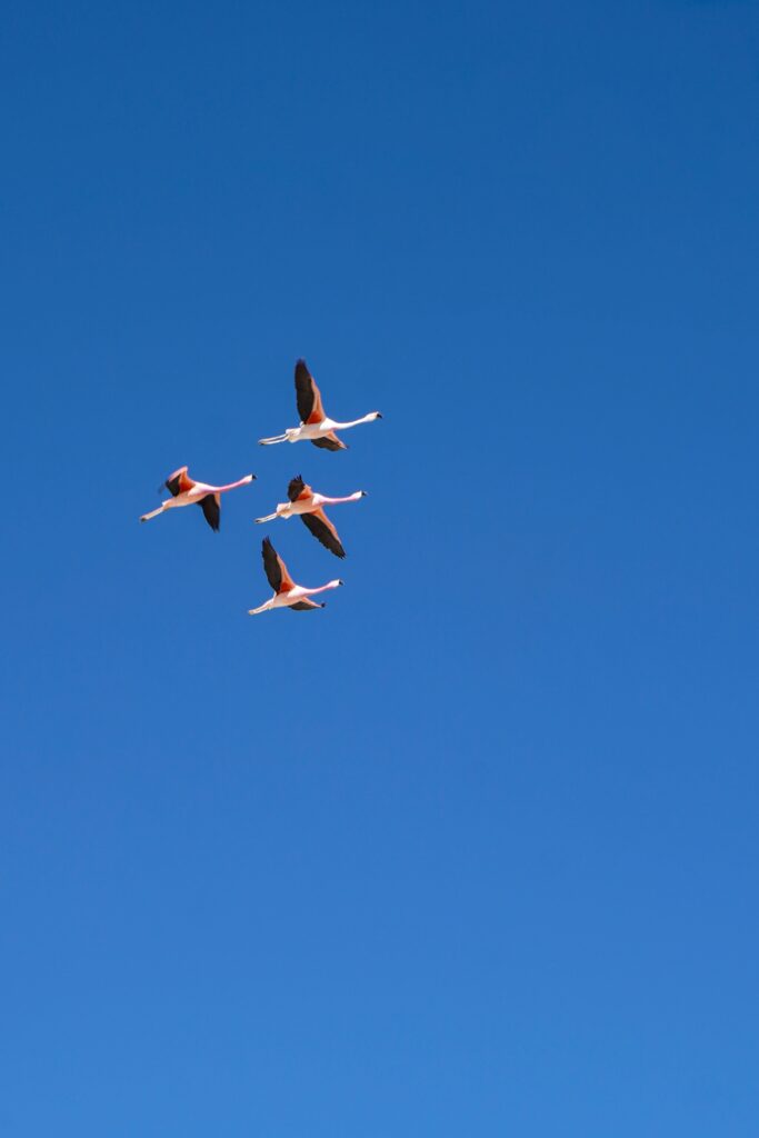Flamencos en Bolivia