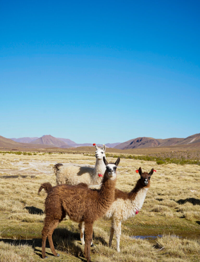 Llamas en Bolivia