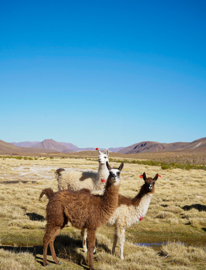 Llamas en Bolivia